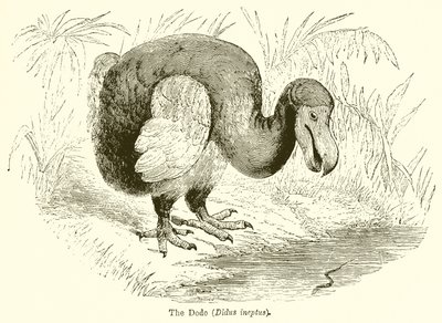 The Dodo by English School