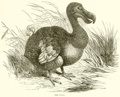 The Dodo by English School