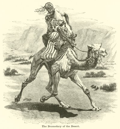 The Dromedary of the Desert by English School