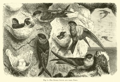 The Edible Swifts and Their Nests by English School