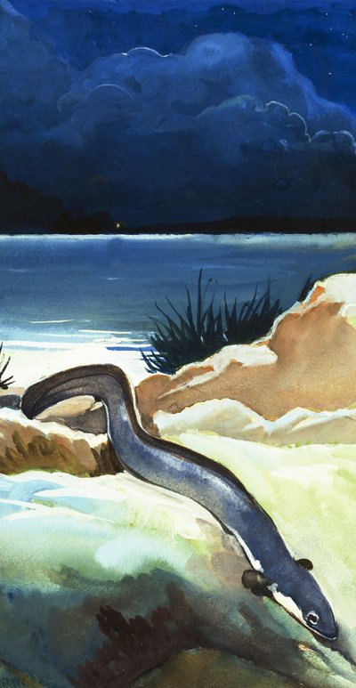 The Eel by English School