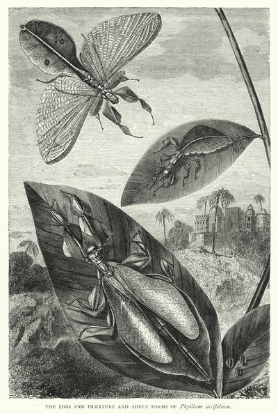The Eggs and Immature and Adult Forms of Phyllium siccifolium by English School
