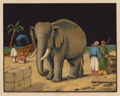 The Elephant by English School