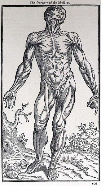 The Forepart of the Muscles, Plate from 