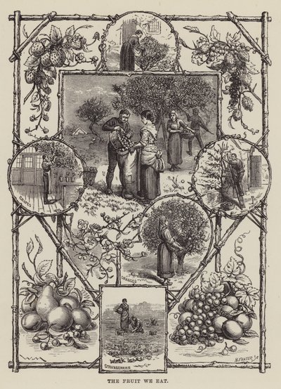 The Fruit We Eat by English School