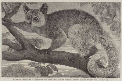 The Galago, brought by Dr Livingstone from South Africa for the Zoological Society