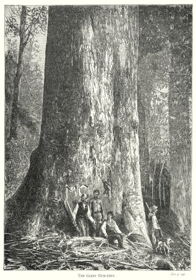 The Giant Gum-Tree (engraving) by English School