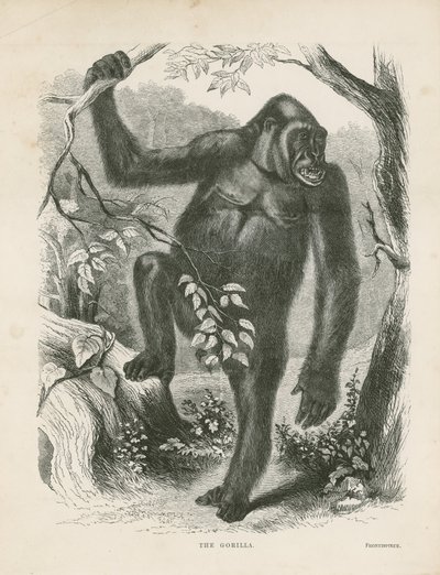 The Gorilla, frontispiece for Explorations and Adventures in Equatorial Africa by Paul B. du Chaillu by English School