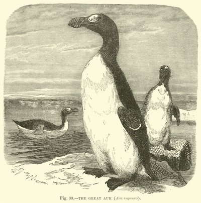 The Great Auk, Alca Impennis by English School