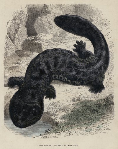 The Great Japanese Salamander by English School
