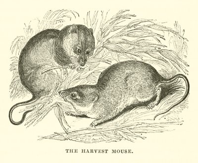 The Harvest Mouse (engraving) by English School