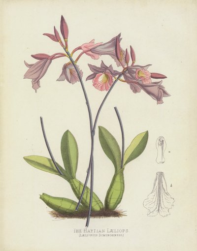 The Haytian Laeliops by English School