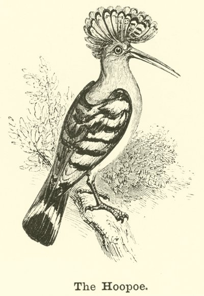 The Hoopoe by English School