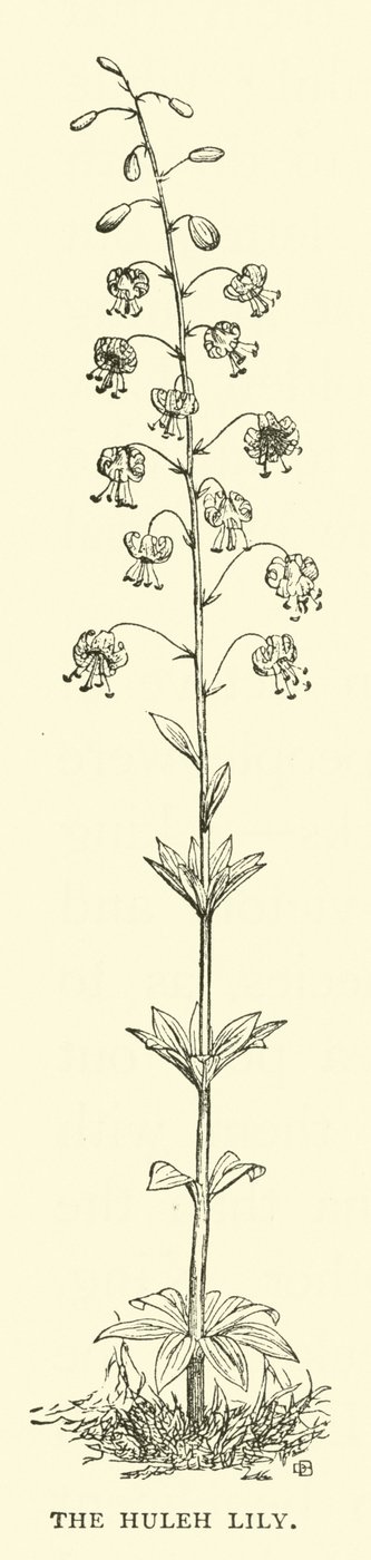 The Huleh Lily by English School