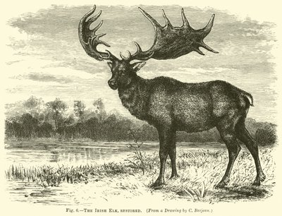 The Irish Elk, restored by English School