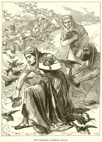 The Israelites Gathering Quails by English School