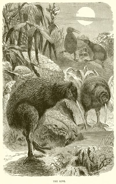 The Kiwi by English School