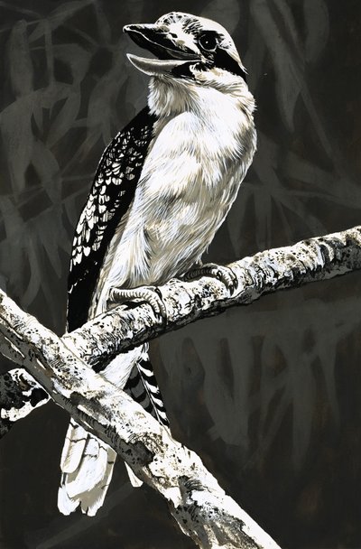 The Kookaburra by English School
