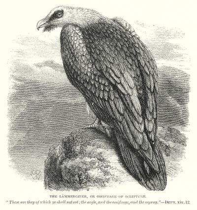 The Lammergeier, or Ossifrage of Scripture by English School