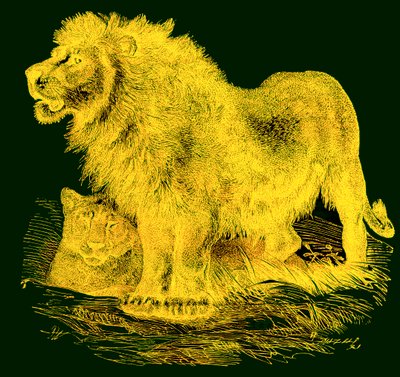 The Lion by English School