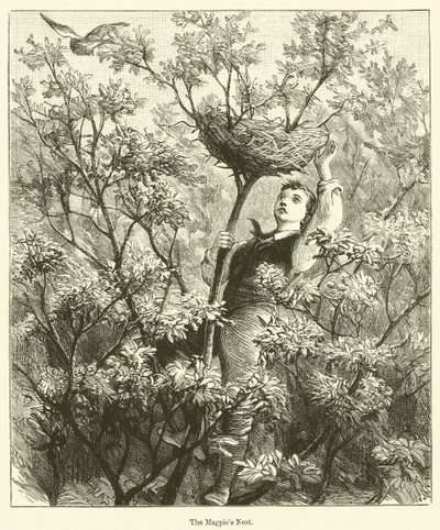 The Magpie