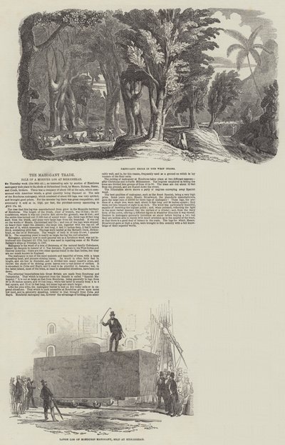 The Mahogany Trade, Sale of a Monster Log at Birkenhead by English School