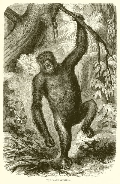 The Male Gorilla by English School