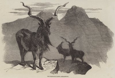 The Markore, Capra Megaceros by English School