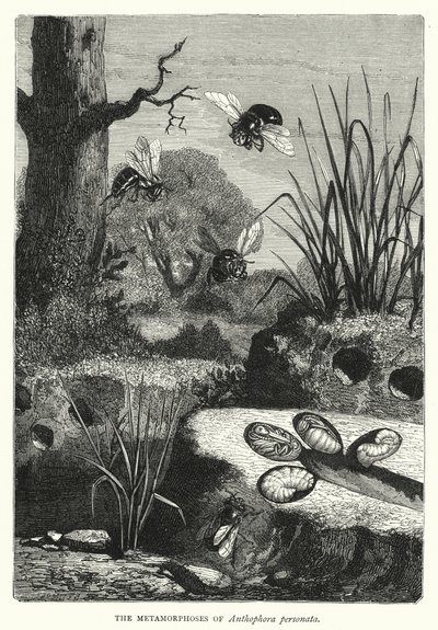 The Metamorphoses of Anthophora personata by English School