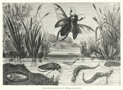 The Metamorphoses of Dytiscus marginalis by English School