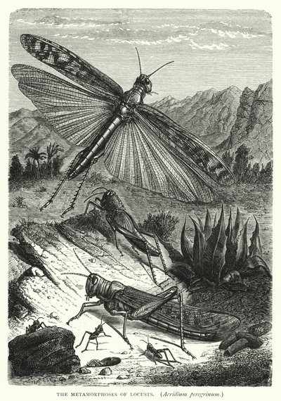 The Metamorphoses of Locusts, Acridium peregrinum by English School