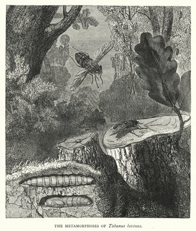 The Metamorphoses of Tabanus bovinus by English School