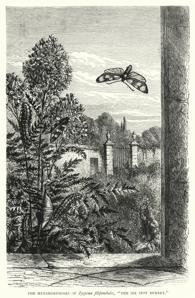 The Metamorphoses of Zygaena filipendulae, "The Six Spot Burnet" by English School