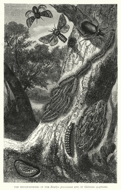 The Metamorphoses of the Bombyx processionea and of Calosoma sycophanta by English School