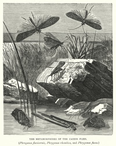 The Metamorphoses of the Caddis Flies, Phryganea Flavicornis, Phryganea Rhombica, and Phryganea Fusca by English School