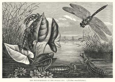 The Metamorphoses of the Dragon Fly, Aeschna maculatissima by English School