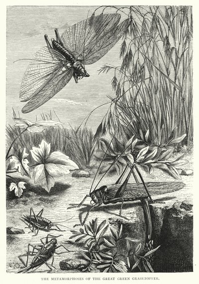 The Metamorphoses of the Great Green Grasshopper by English School