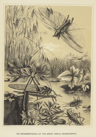 The Metamorphoses of the Great Green Grasshopper by English School
