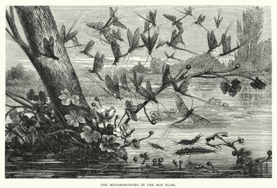 The Metamorphoses of the May Flies by English School