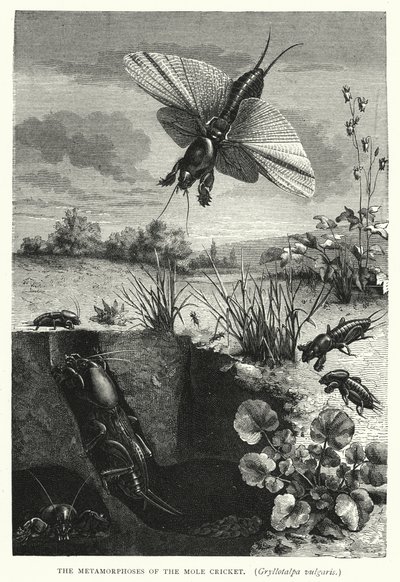 The Metamorphoses of the Mole Cricket, Gryllotalpa vulgaris by English School