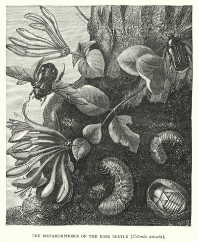 The Metamorphoses of the Rose Beetle, Cetonia aurata by English School