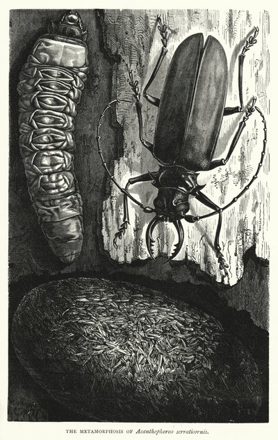 The Metamorphosis of Acanthophorus Serraticornis by English School
