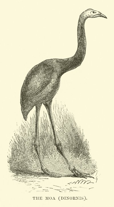 The Moa, Dinornis by English School