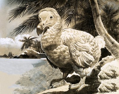 The Mystery Bird from Mauritius (The Dodo) by English School