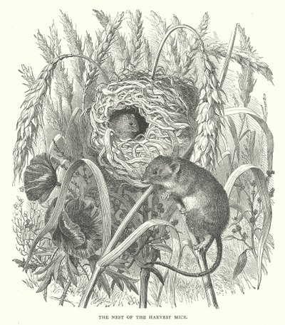 The Nest of the Harvest Mice by English School