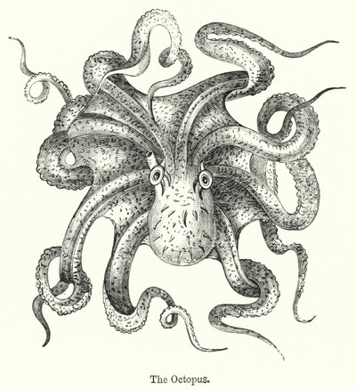 The Octopus by English School