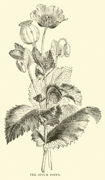 The Opium Poppy by English School