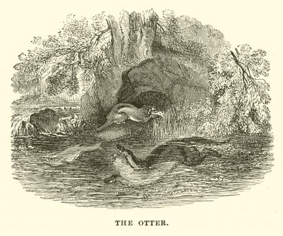 The Otter by English School