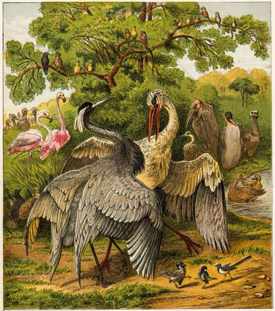 The Peacock at Home by English School