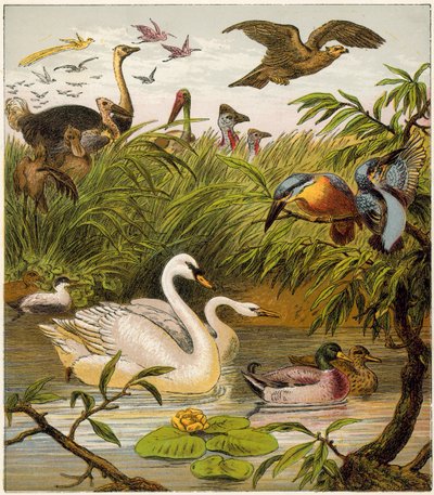 The Peacock at Home by English School